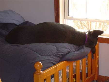 dogslife.JPG